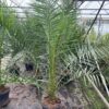 Phoenix canariensis (Dadelpalm)180 cm