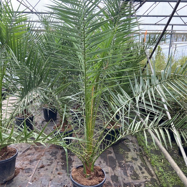 Phoenix canariensis (Dadelpalm)180 cm