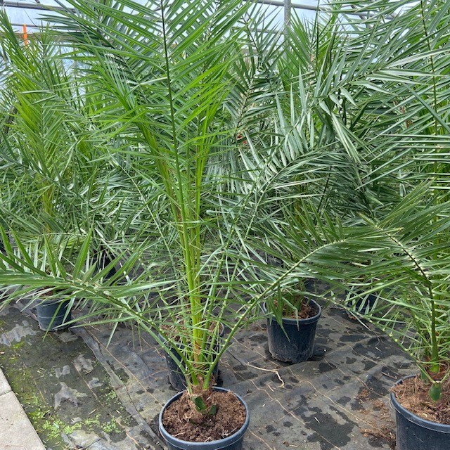 Phoenix canariensis (Dadelpalm)180 cm