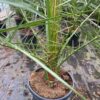 Phoenix canariensis (Dadelpalm)180 cm