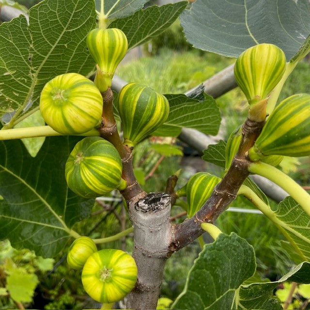 Ficus carica Panache, (Vijgenboom met bonte vruchten)