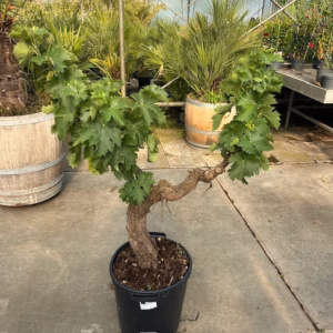 Druivenboom met knoestige stam