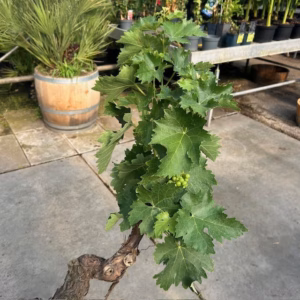 Druivenboom met knoestige stam