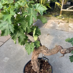 Druivenboom met knoestige stam