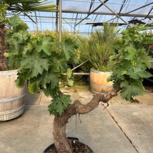 Druivenboom met knoestige stam