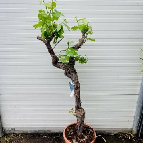 Knoestige druif (vitis vinifera ) xxl