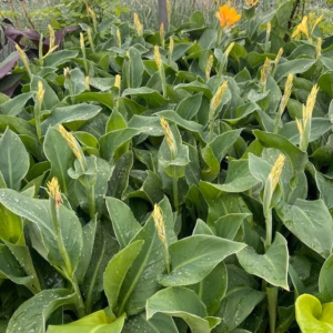 Canna Tenerife