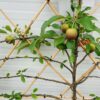 Appelboom laagstam 'Elstar' Leiboom