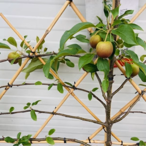 Appelboom laagstam 'Elstar' Leiboom