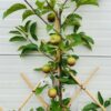 Appelboom laagstam 'Elstar' Leiboom