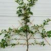 Appelboom laagstam 'Elstar' Leiboom