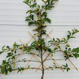 Appelboom laagstam 'Elstar' Leiboom
