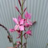 Gaura lindheimeri 'Geyser Pink' (prachtkaars)