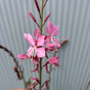 Gaura lindheimeri 'Geyser Pink' (prachtkaars)