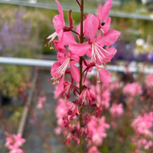 Gaura lindheimeri 'Geyser Pink' (prachtkaars)