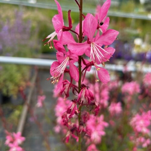 Gaura lindheimeri 'Geyser Pink' (prachtkaars)