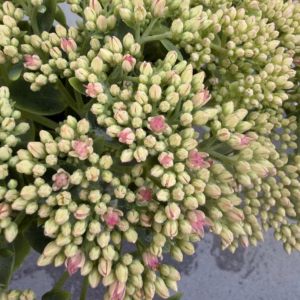 Sedum 'Herbstfreude' (hemelssleutel)
