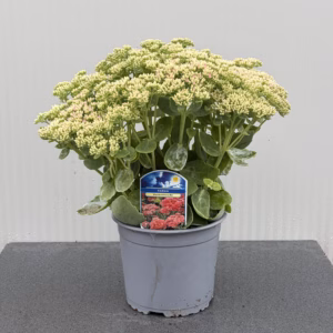 Sedum 'Herbstfreude' (hemelssleutel)