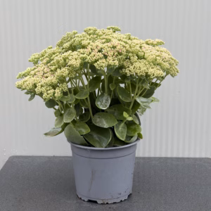 Sedum 'Herbstfreude' (hemelssleutel)