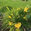 Hemerocallis 'Stella de Oro' (daglelie)