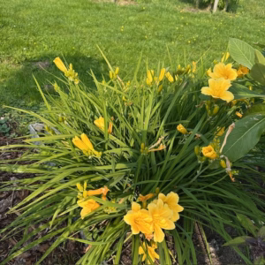 Hemerocallis 'Stella de Oro' (daglelie)
