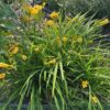 Hemerocallis 'Stella de Oro' (daglelie)