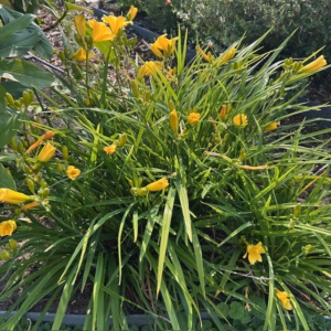 Hemerocallis 'Stella de Oro' (daglelie)