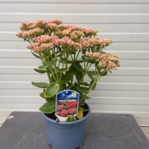 Sedum ‘Herbstfreude’ (hemelssleutel)