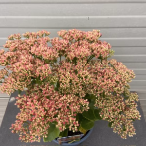 Sedum ‘Herbstfreude’ (hemelssleutel)