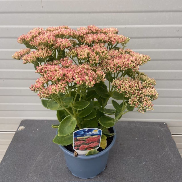 Sedum ‘Herbstfreude’ (hemelssleutel)
