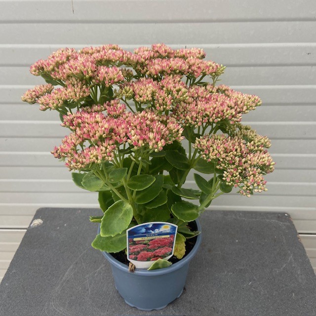 Sedum ‘Herbstfreude’ (hemelssleutel)