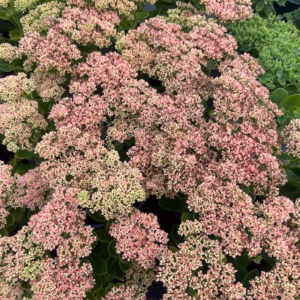 Sedum ‘Herbstfreude’ (hemelssleutel)