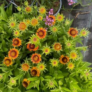 Helenium 'Strawberry Sundae' (zonnekruid)