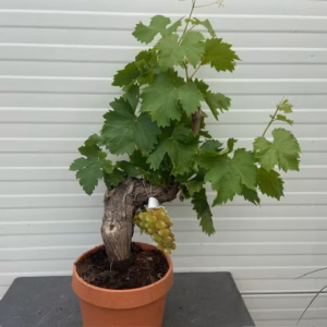 Druif knoestige stam kleur wit 40 cm