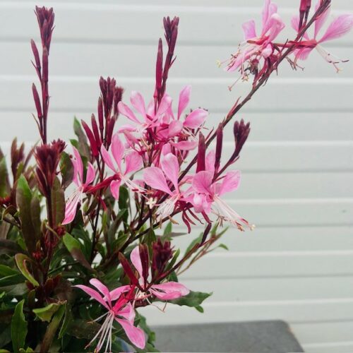 Gaura lindheimeri 'Geyser Pink'