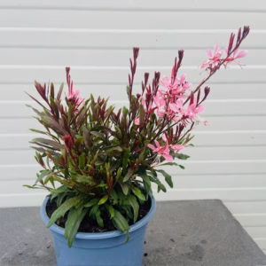 Gaura lindheimeri 'Geyser Pink'