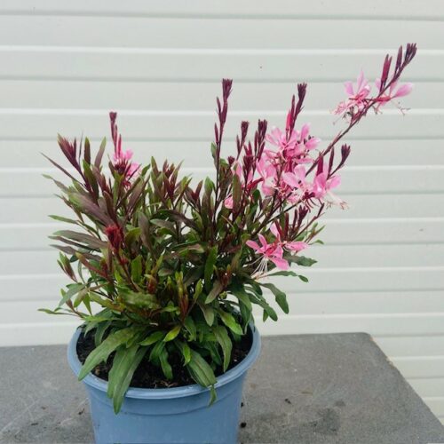 Gaura lindheimeri 'Geyser Pink'