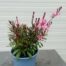Gaura lindheimeri 'Geyser Pink'