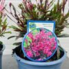 Gaura lindheimeri 'Geyser Pink'