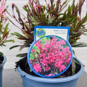 Gaura lindheimeri 'Geyser Pink'