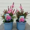 Gaura lindheimeri 'Geyser Pink'