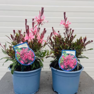Gaura lindheimeri 'Geyser Pink'