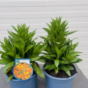 Helenium Hybride 'Short 'n Sassy' of Zonnekruid