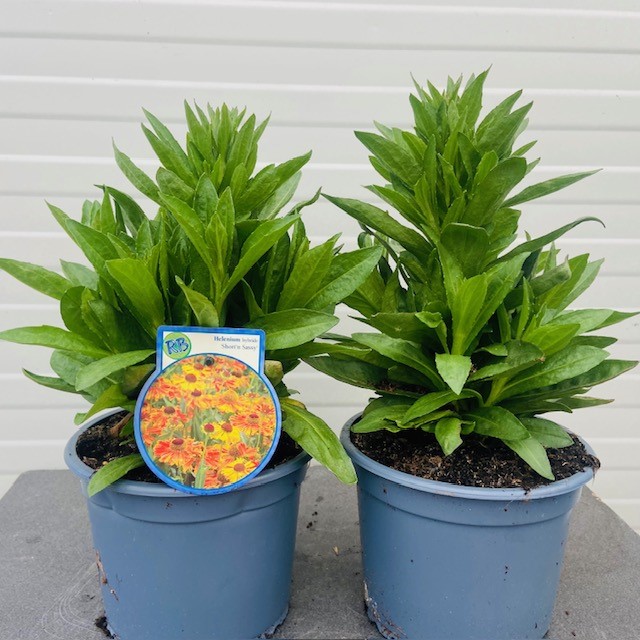 Helenium Hybride 'Short 'n Sassy' of Zonnekruid