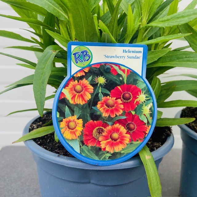 Helenium 'Strawberry Sundae' (zonnekruid)