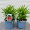 Helenium 'Strawberry Sundae' (zonnekruid)