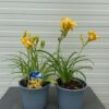 Hemerocallis 'Stella de Oro'