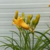 Hemerocallis 'Stella de Oro'