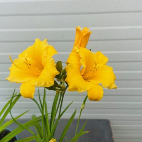 Hemerocallis (daglelie)