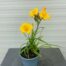 Hemerocallis 'Stella de Oro'